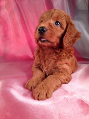 Male Mini Goldendoodle Puppy for sale #2 Born June 10th, 2013|Shipping only $150|Easy to fly pups direct into FL,MD,MA,RI,DC,PA,NC and meny more!